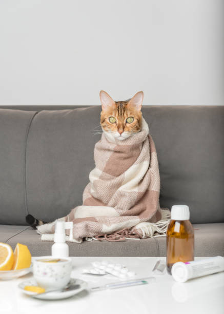 gato enfermo en el sofá, envuelto en una manta. un gato joven con síntomas de gripe o coronovirus que está siendo tratado en casa. - sniffles fotografías e imágenes de stock