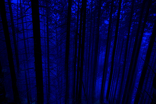 Misty dark magic forest background, blue green color. Halloween theme.