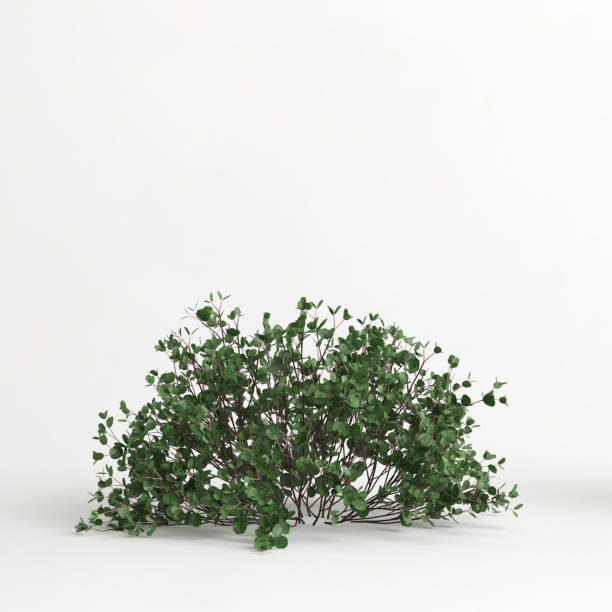 istock 3d illustration of betula pumila tree isolated on white background 1418492664
