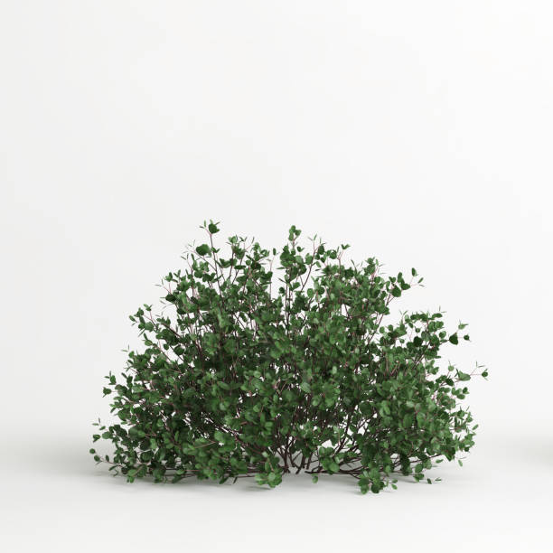 istock 3d illustration of betula pumila tree isolated on white background 1418492690