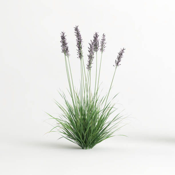 istock 3d illustration of molinia caerulea grass isolated on white background 1418492930