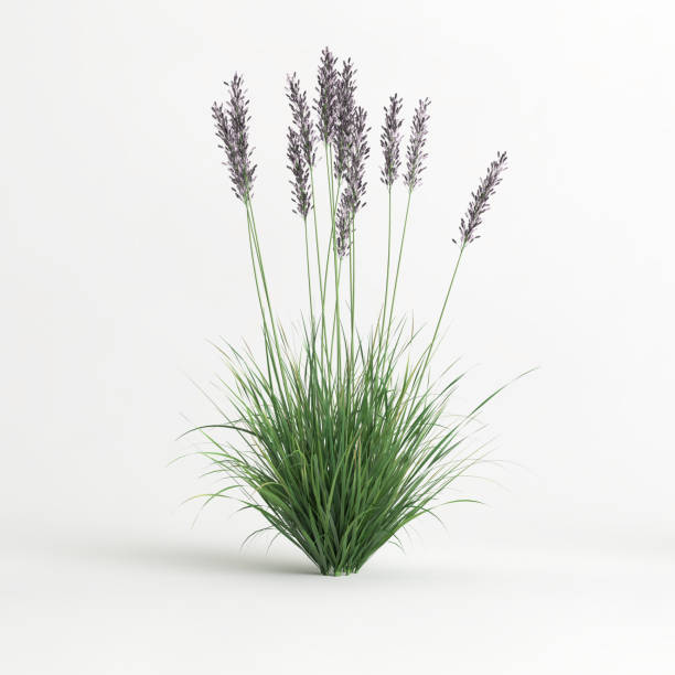 istock 3d illustration of molinia caerulea grass isolated on white background 1418492948