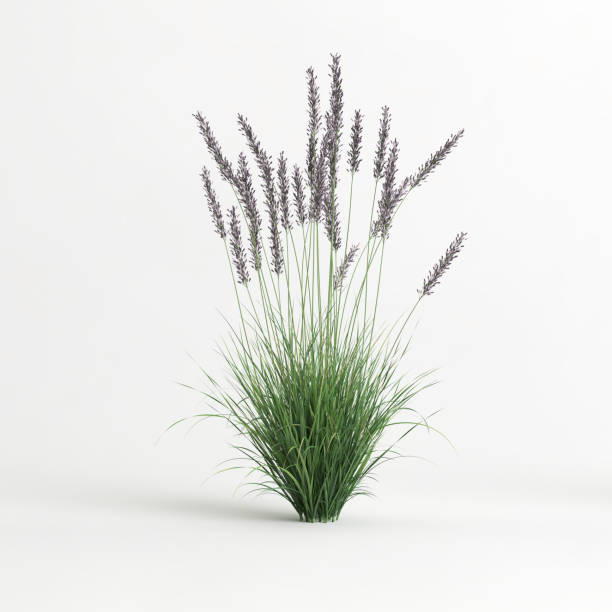 istock 3d illustration of molinia caerulea grass isolated on white background 1418492961