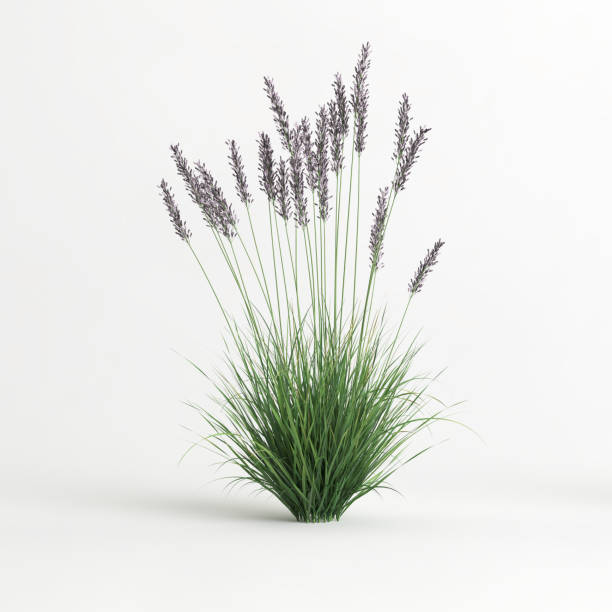 istock 3d illustration of molinia caerulea grass isolated on white background 1418492982