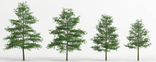 istock 3d illustration of set quercus palustris tree isolated on white background 1418493223