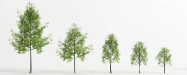 istock 3d illustration of set quercus phellos tree isolated on white background 1418493258