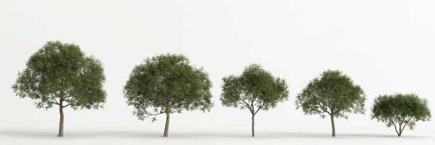 istock 3d illustration of set schinus terebinthifolia tree isolated on white background 1418493286