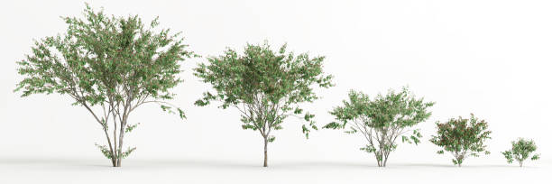 istock 3d illustration of set eugenia uniflora isolated on white background 1418493345