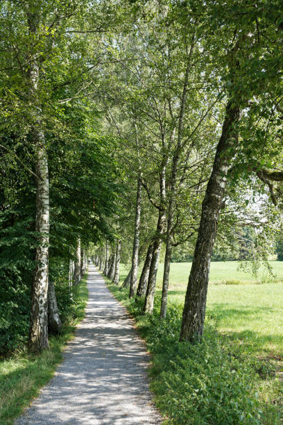 istock A shady footpath in a birch avenue. 1418493816