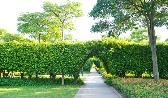 Green archway in the park at summer.