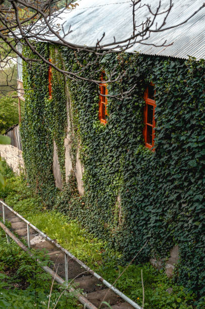 Fence of beautiful fresh green leaves on the big two floors builging. Nature concept.