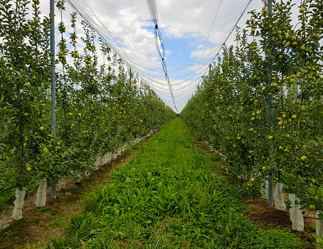 Greenhouse and ecological planting of apple trees