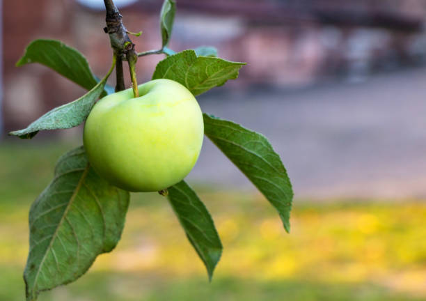 istock Fresh apple ripening on the tree in the garden on the sunset light 1418496571