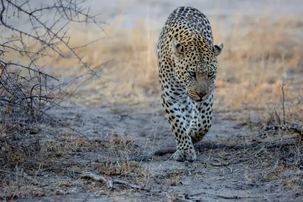 Photo of Leopard male in Sabi Sands Game Reserve