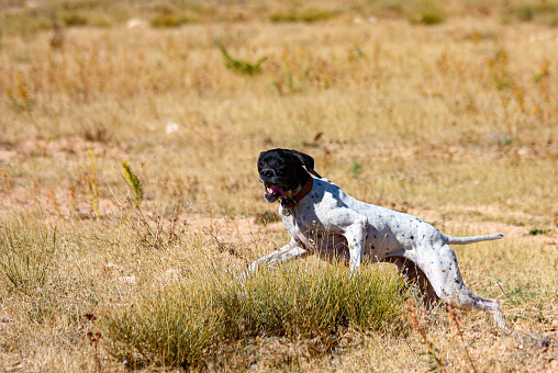 Shorthaired pointer dogs coming to their hunter owner's hand, while out on a morning hunt.