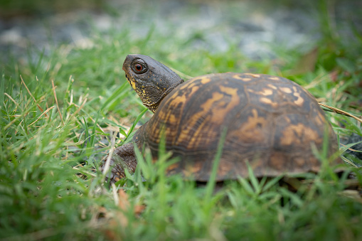 A male box turtle moving through the grass.