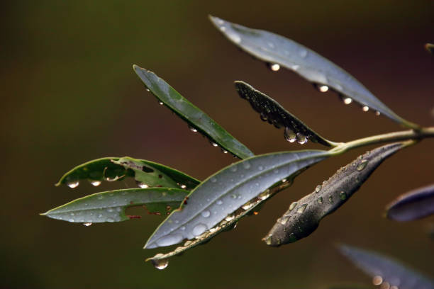 istock After the rain - Color 1418497581