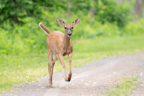 istock Doe Running Down an Old Railroad Bed 1418498595