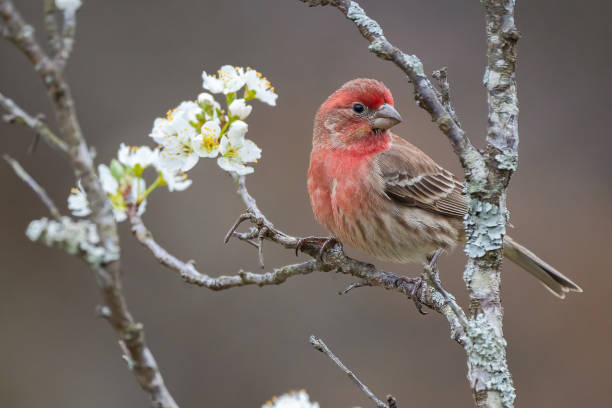 istock House Finch 1418498643