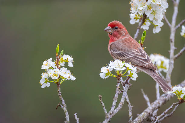 istock Male House Finch 1418498824