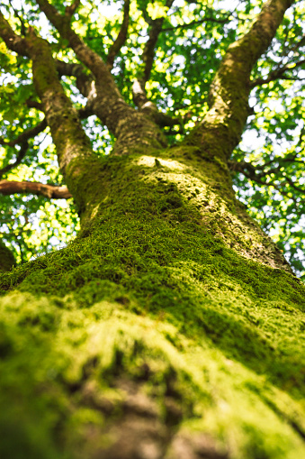 Closeup, bark of a large tree covered by moss, common in the forests of Galicia, selective focus, vertical shot.
