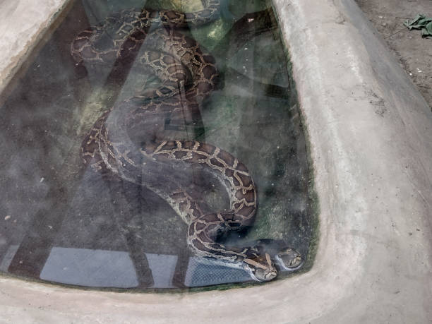 istock two indian pythons snake at the zoo 1418501103