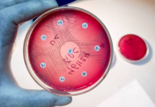 testes de suscetibilidade antimicrobiana na placa de petri. sensível a antibióticos e resistência de bactérias. - petri dish bacterium microbiology streptococcus - fotografias e filmes do acervo