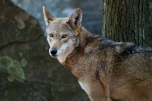 A beautiful red wolf in North Carolina