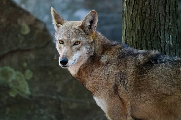 wilk rudy - red wolf zdjęcia i obrazy z banku zdjęć