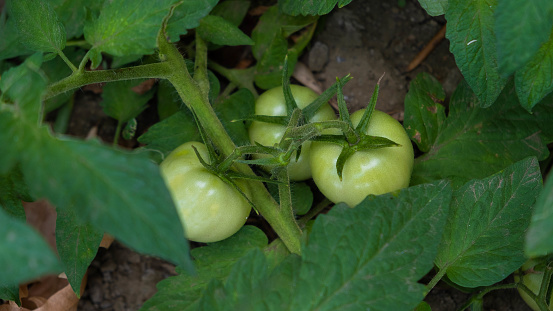unripe green tomatoes in the field