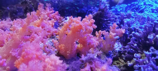 The Great of Coral Reefs