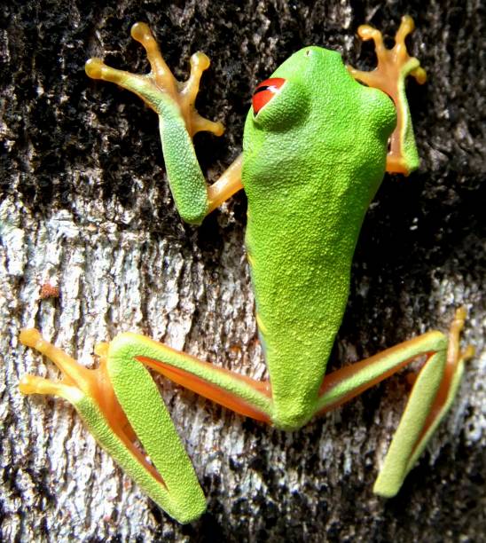 Red-eyed tree frog stock photo
