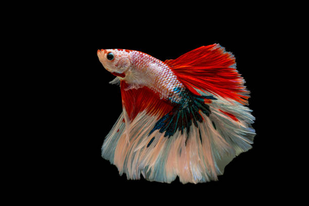 Siamese fighting fish isolated on black background. Black isolate. Space for text. Siamese fighting fish isolated on black background. Black isolate. Space for text. white halfmoon betta splendens fish stock pictures, royalty-free photos & images