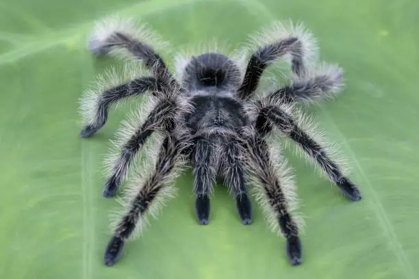 Large Curly Hair Tarantula (Curlyhair) Spider