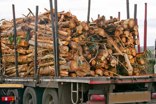 Rear view of truck loaded with logs on the road. Timber industry. Galicia, Spain. Overcast sky  in the background.