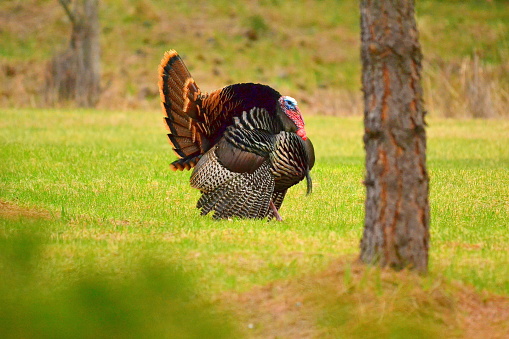 Turkey strutting in Spring