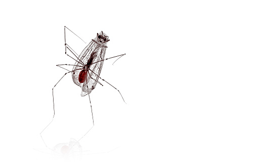 small mosquito isolated on white background