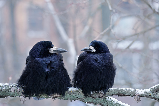 Close-up of two ravens sitting on a tree branch against a cityscape