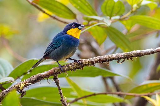 The purplish-mantled Tanager (iridosornis porphyrocephalus). Small bird on a tree branch in the Chocoan forests of Colombia.