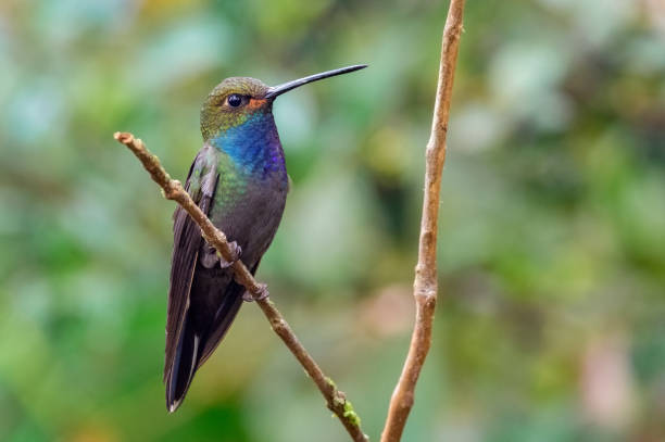 istock White-tailed Hillstar (urochroa bougueri). Colorful hummingbird on a small branch 1418521969