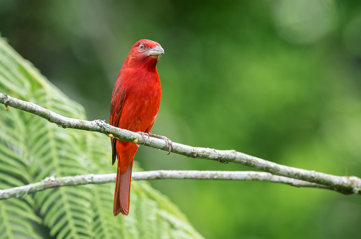 Lowland Hepatic Tanager (Piranga flava). Red bird on a branch in front of a fern.