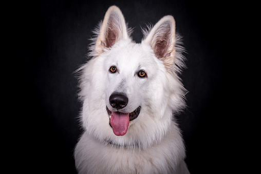 portrait of the White Swiss Shepherd Dog Dog