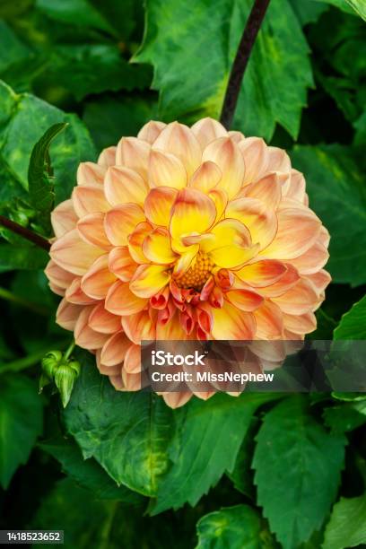 Hatley Castle Rose Garden Stock Photo - Download Image Now - British Columbia, Canada, Color Image