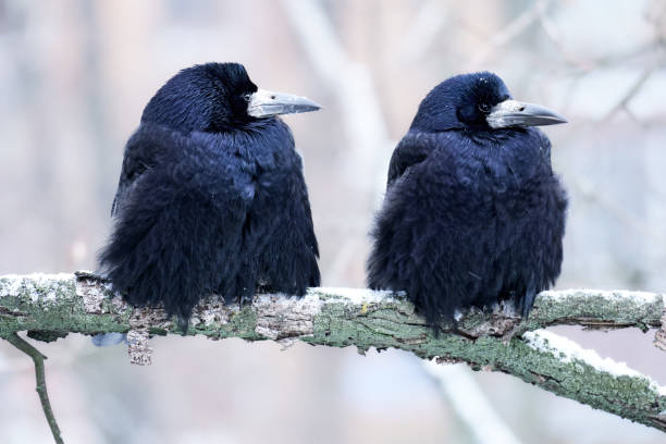 Close-up of two ravens sitting on a tree branch against a cityscape