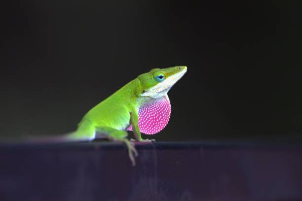 istock Green Anole displaying a bright pink pouch. 1418524923