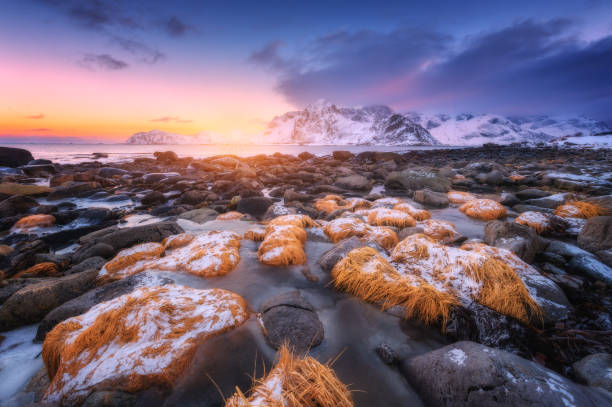 ビーチの氷に黄色い草が生い茂る石、雪山、海、冬の日の出のカラフルな空。岩のある凍った海岸。ロフォーテン諸島、ノルウェー。海岸のある美しい風景。自然 - snow winter coastline sunrise ストックフォトと画像