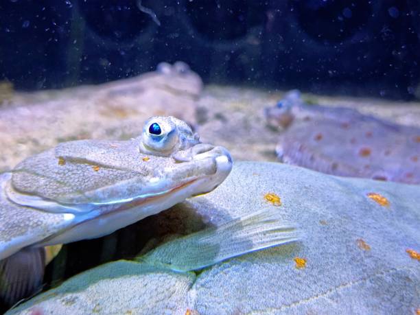 A flatfish is partially buried in sand, blending seamlessly with its surroundings. The sunlight highlights its textured skin, reflecting its natural camouflage abilities in the shallow water.