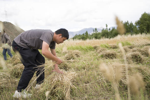 Rear View Of Woman Carrying Crops While Walking On Agricultural Landscape