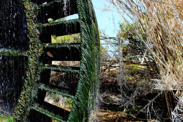 Detail of the waterwheel of La Hoya in the orchard of Abarán, covered with freshwater algae. Traditional irrigation system. Murcia.