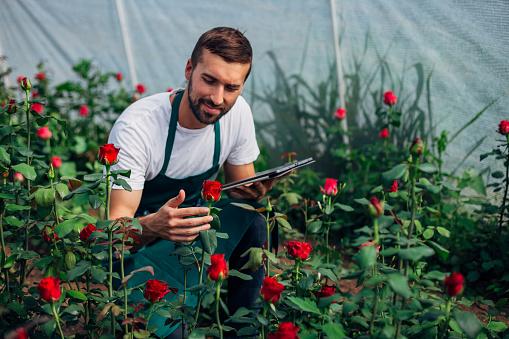 Man florist using digital tablet in the green house with roses